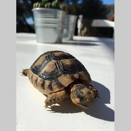 Punta Cugnana * Cugnana Verde