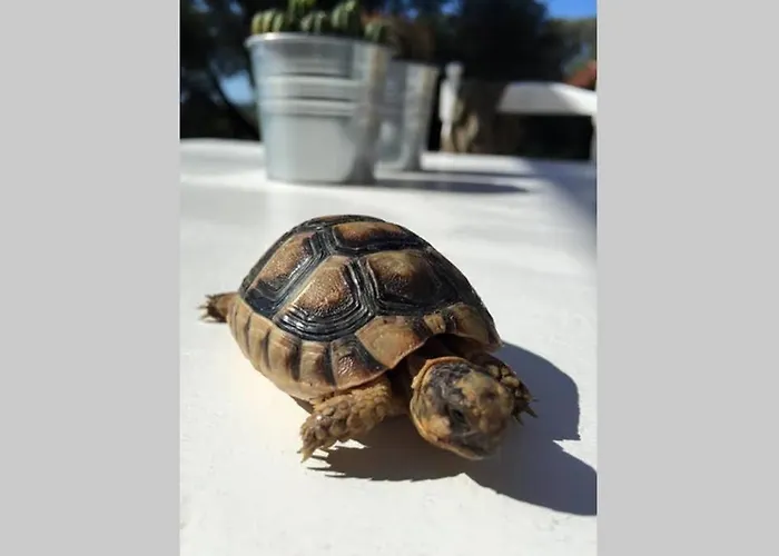 Punta Cugnana * Cugnana Verde